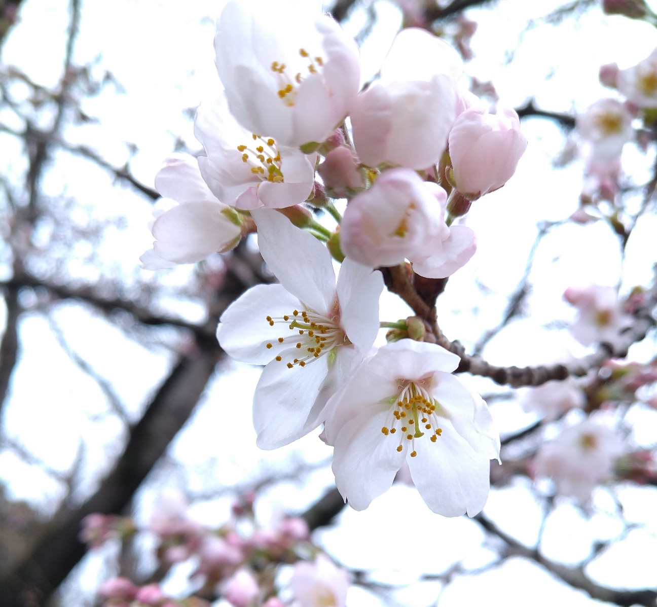 f:id:Ashito:20220327093137j:image f:id:Ashito:20220327093137j:image