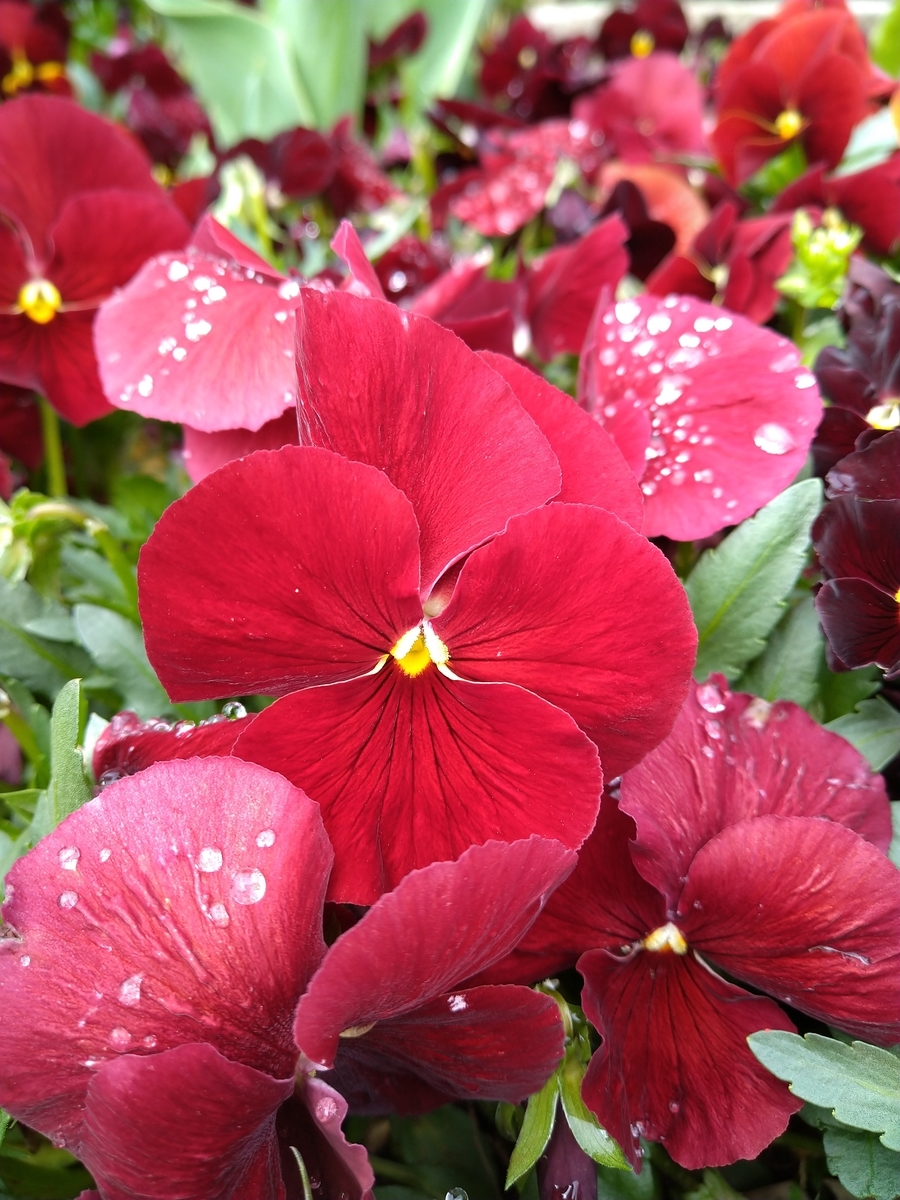 f:id:Ashito:20220327120447j:plain