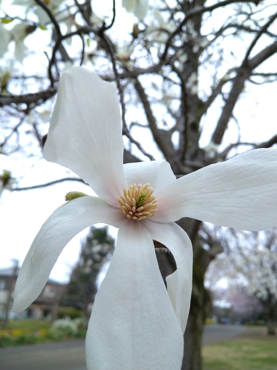 コブシ モクレン科 日本の野草図鑑 懐かしい草花