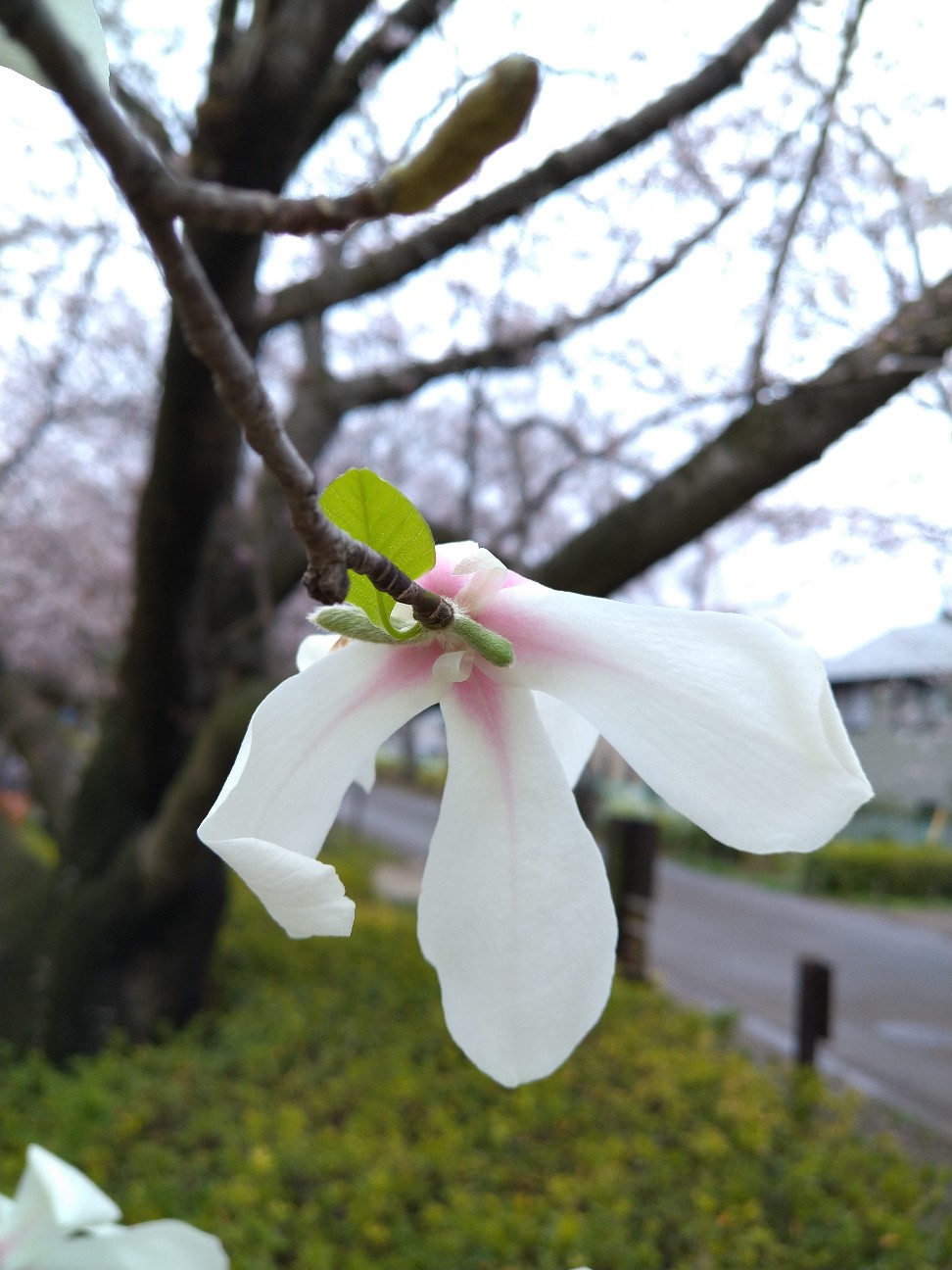 f:id:Ashito:20220327140821j:image