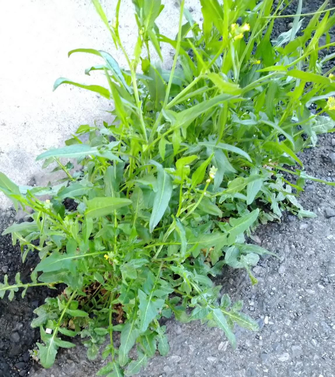 f:id:Ashito:20220401182946j:image