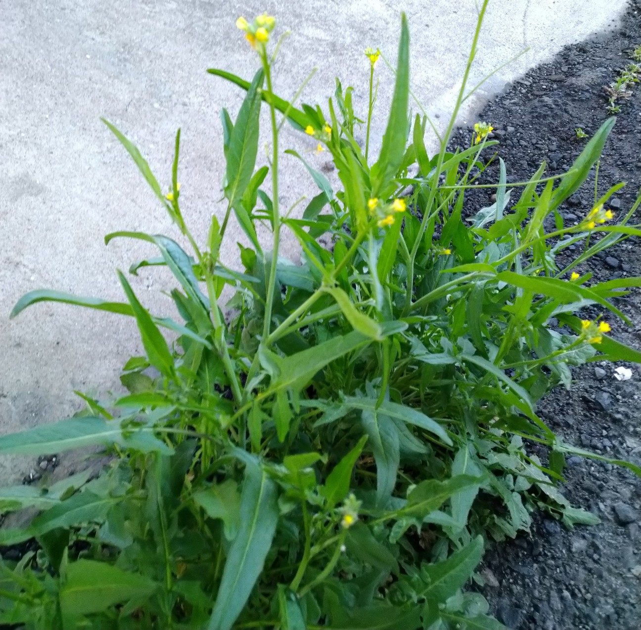 f:id:Ashito:20220401182959j:image