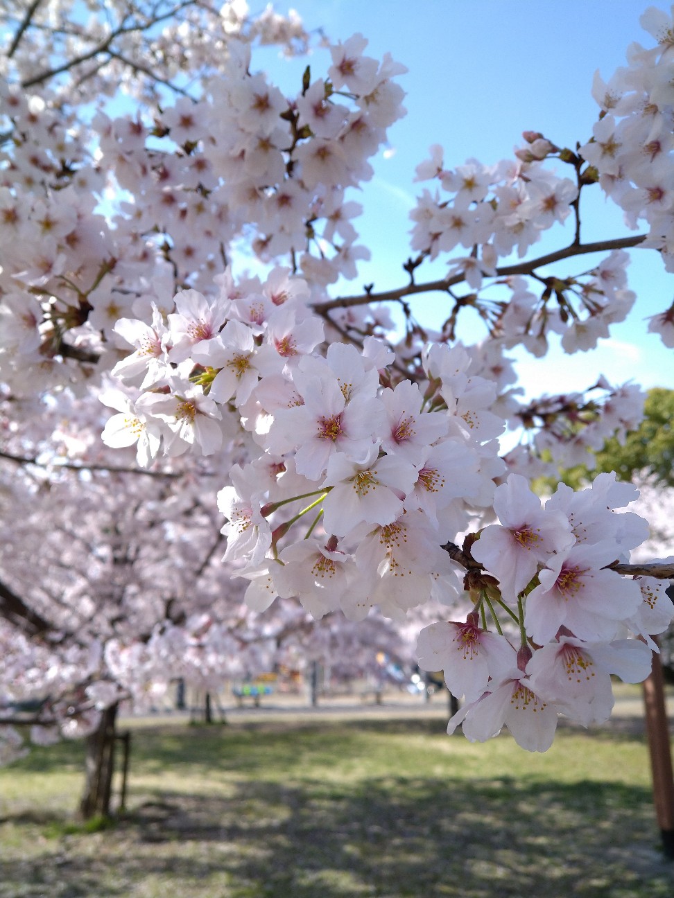 f:id:Ashito:20220402093121j:image f:id:Ashito:20220402093121j:image