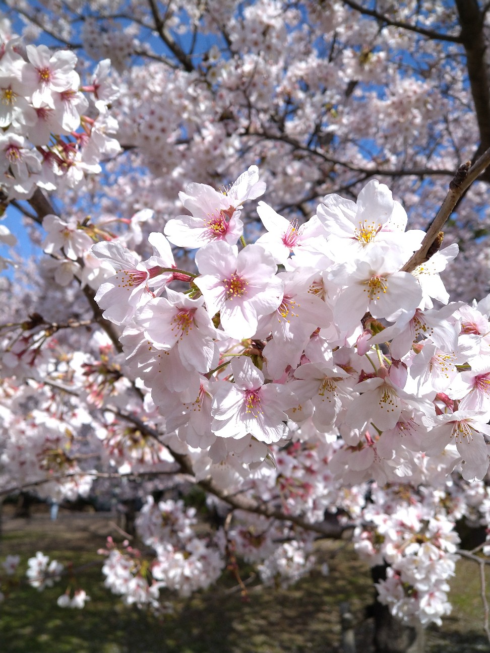 f:id:Ashito:20220402093135j:image f:id:Ashito:20220402093135j:image