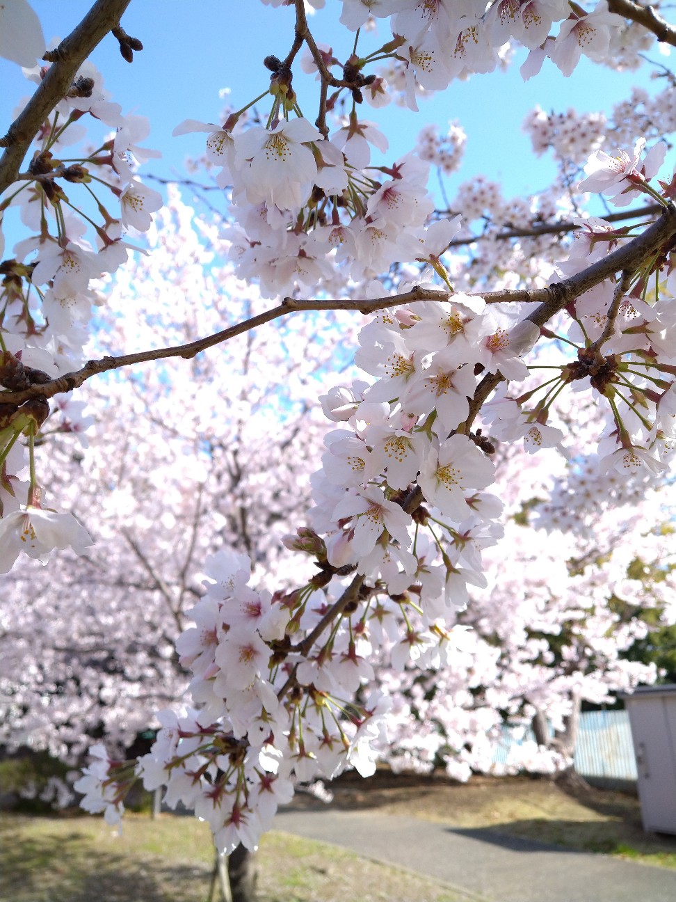 f:id:Ashito:20220402093148j:image f:id:Ashito:20220402093148j:image