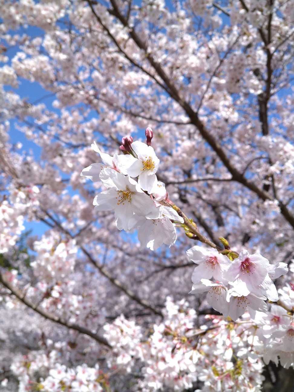 f:id:Ashito:20220402093202j:image f:id:Ashito:20220402093202j:image