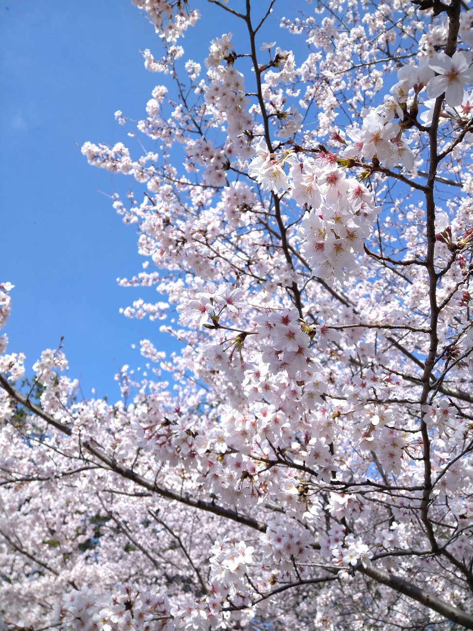 f:id:Ashito:20220402093251j:image f:id:Ashito:20220402093251j:image