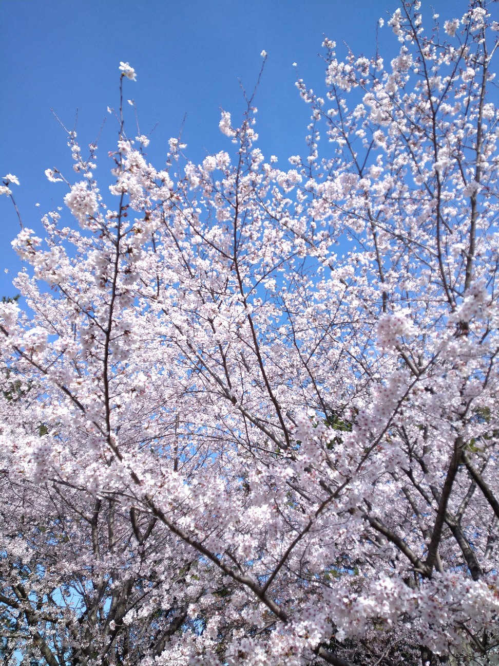 f:id:Ashito:20220402093304j:image f:id:Ashito:20220402093304j:image