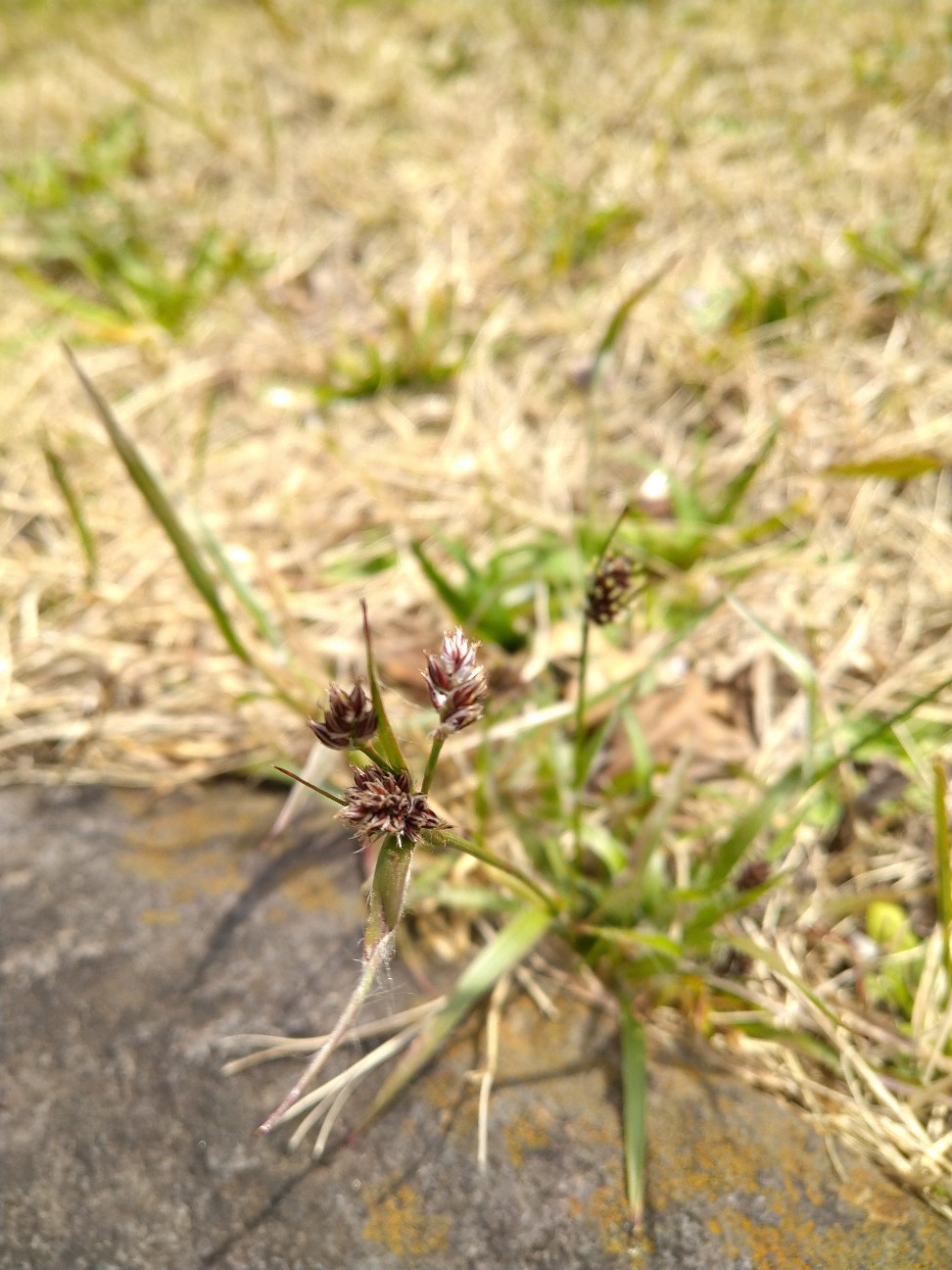 f:id:Ashito:20220402135100j:image