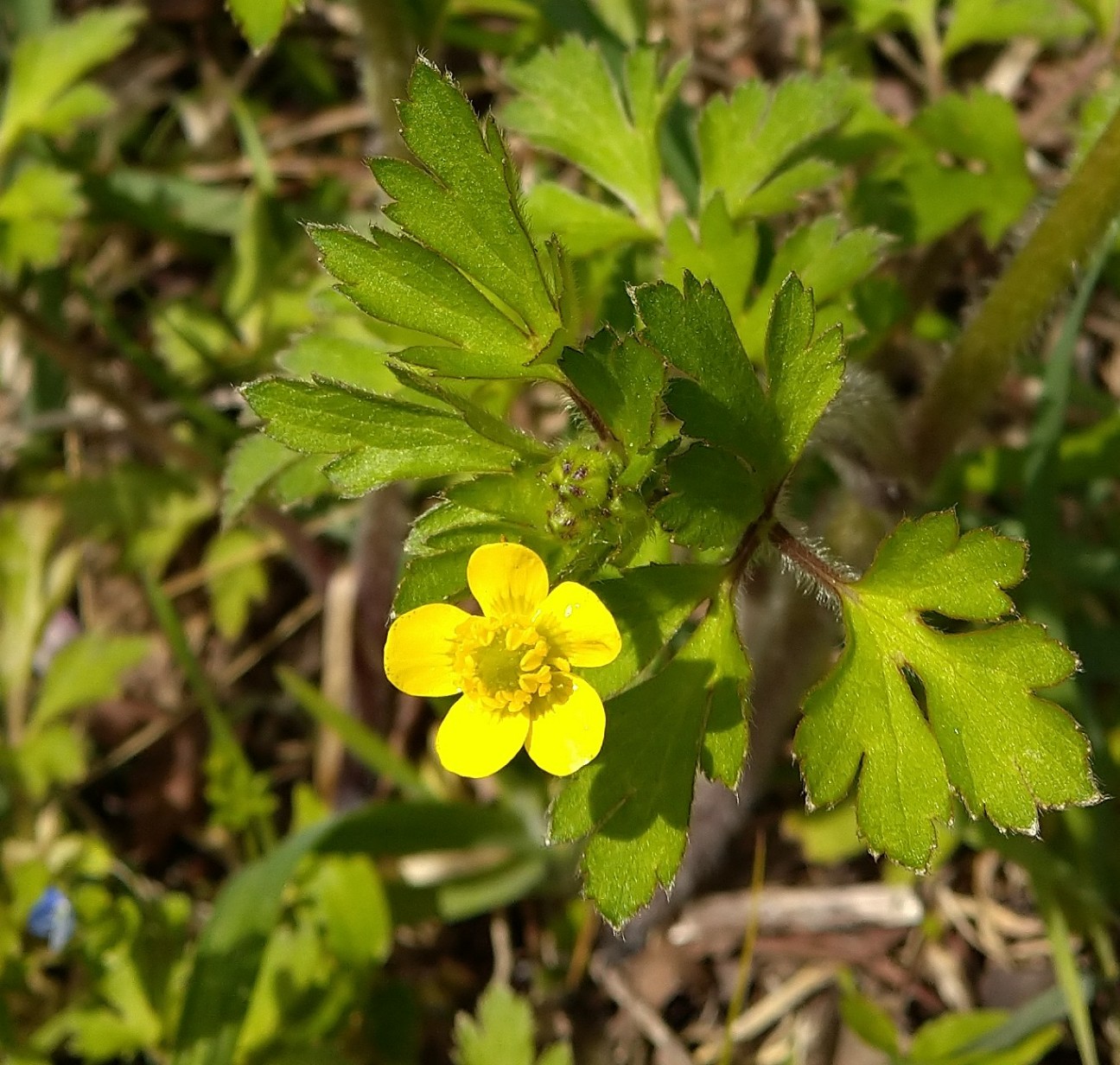 ウマノアシガタ キンポウゲ科 日本の野草図鑑 懐かしい草花