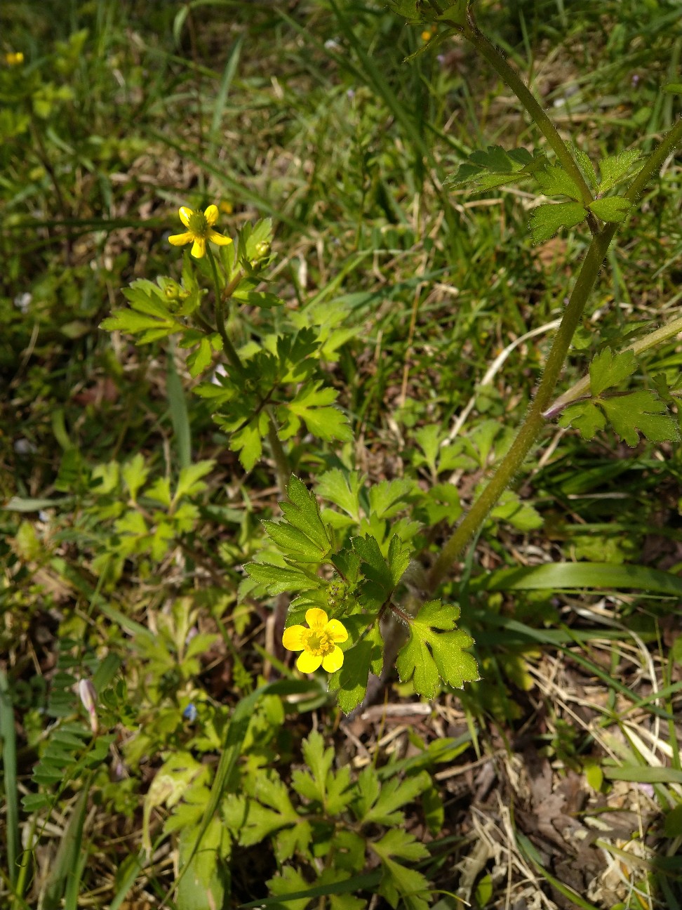 ウマノアシガタ キンポウゲ科 日本の野草図鑑 懐かしい草花