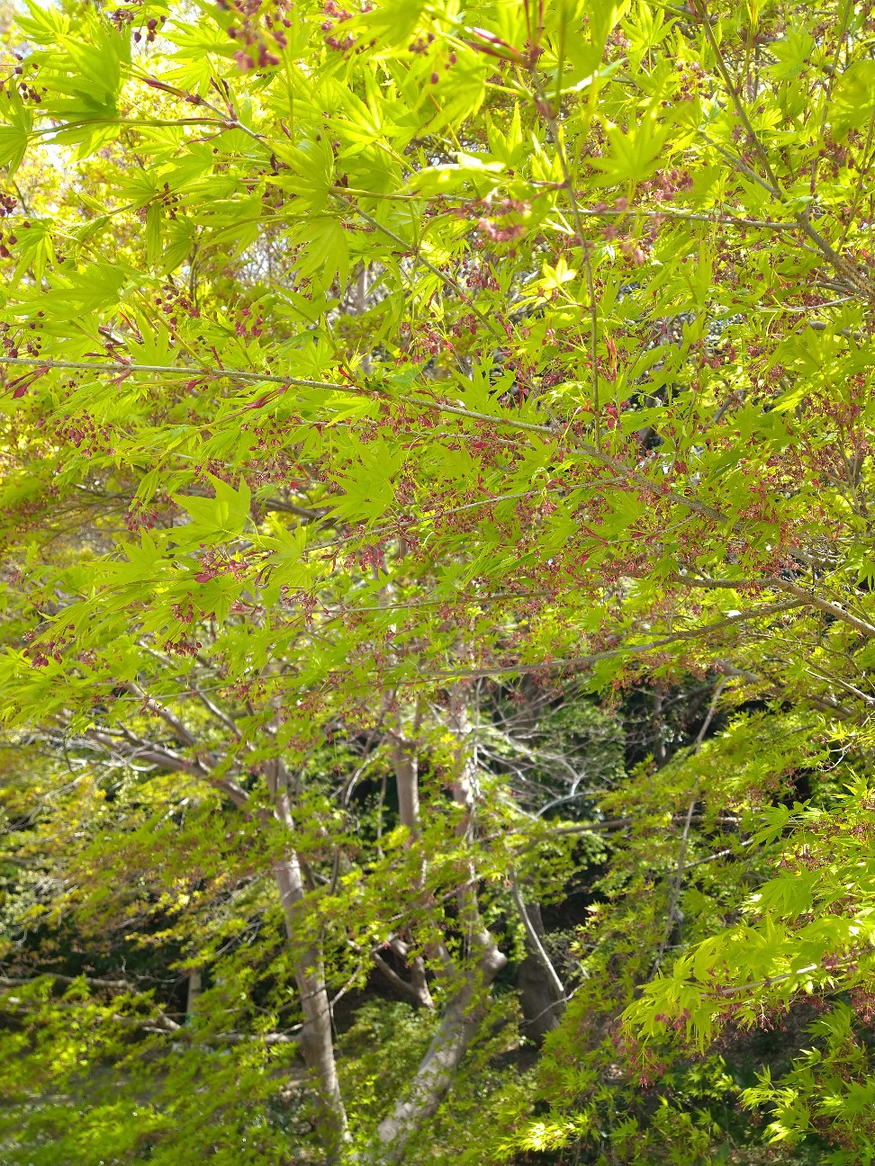 f:id:Ashito:20220409164634j:image