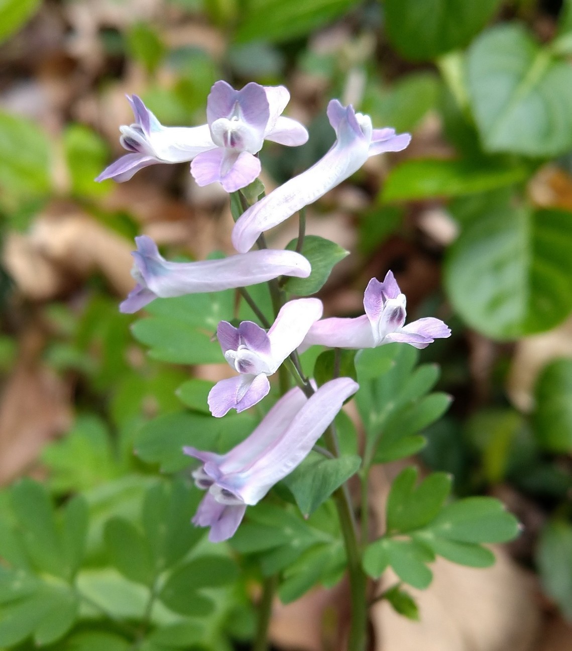 ジロボウエンゴサク ケシ科 日本の野草図鑑 懐かしい草花