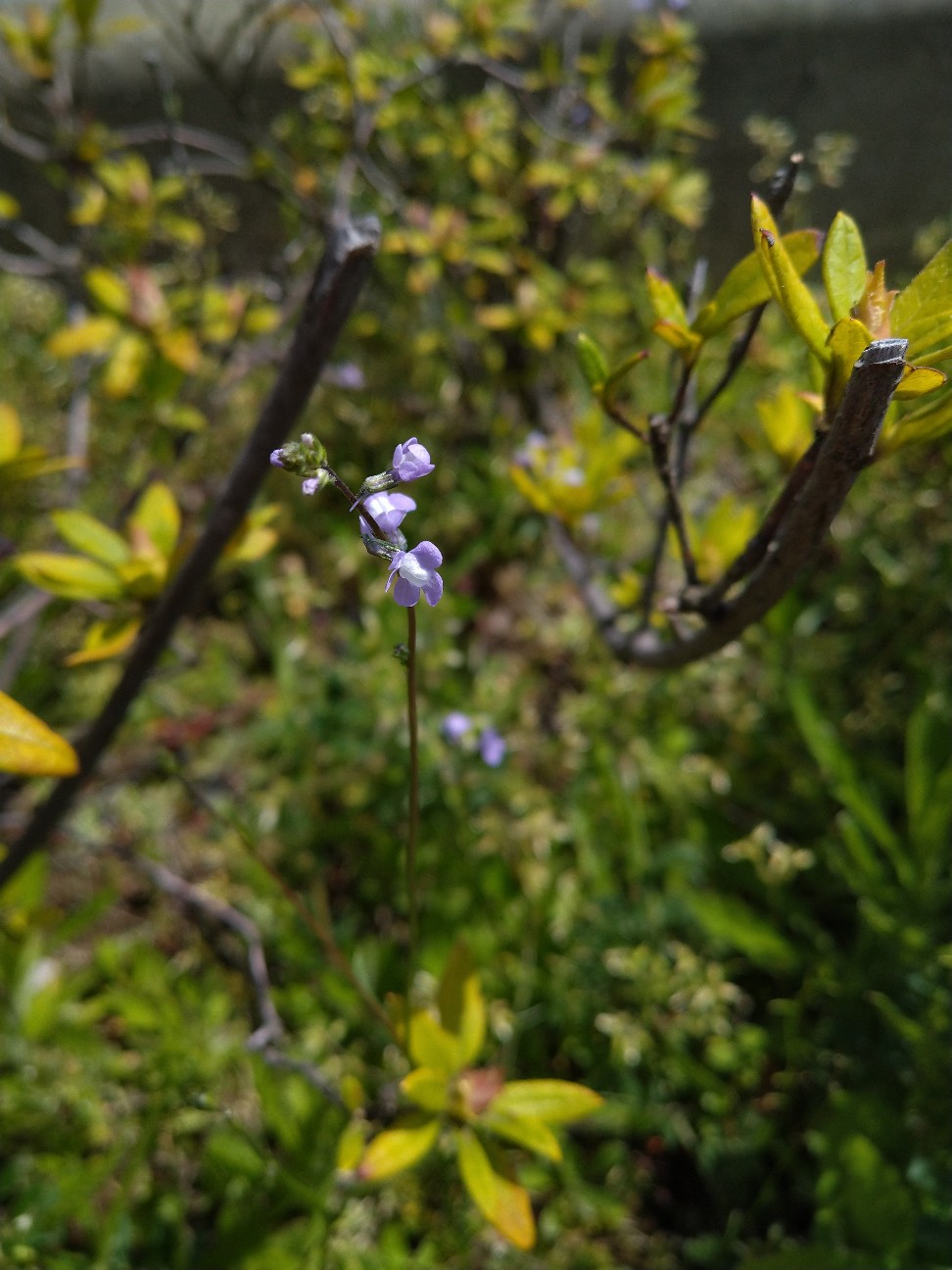 マツバウンラン ゴマノハグサ科 オオバコ科 日本の野草図鑑 懐かしい草花