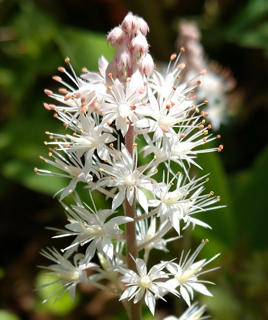 ティアレア ユキノシタ科 日本の野草図鑑 懐かしい草花