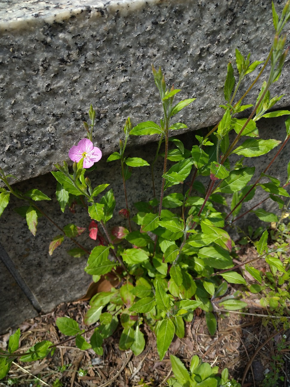 f:id:Ashito:20220423143325j:image