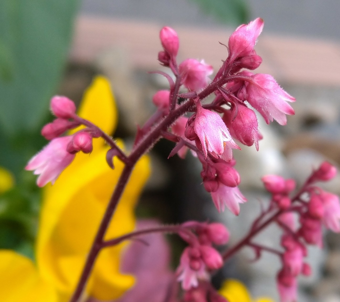 ヒューケラ ユキノシタ科 日本の野草図鑑 懐かしい草花
