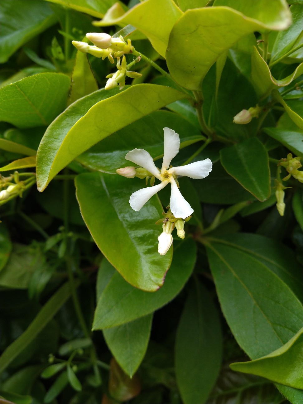 トウキョウチクトウ キョウチクトウ科 日本の野草図鑑 懐かしい草花
