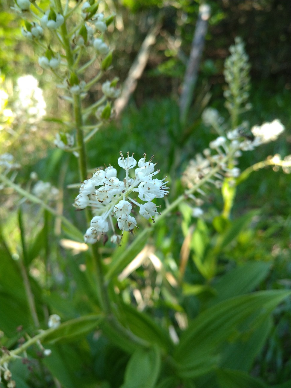 コバイケイソウ ユリ科 日本の野草図鑑 懐かしい草花