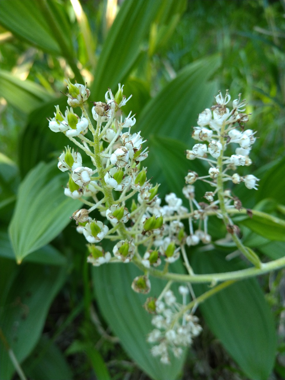 コバイケイソウ ユリ科 日本の野草図鑑 懐かしい草花