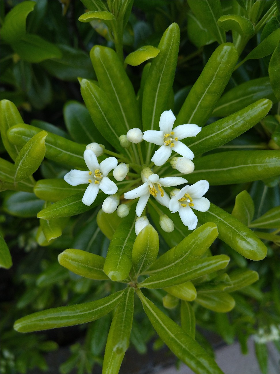 トベラ トベラ科 日本の野草図鑑 懐かしい草花