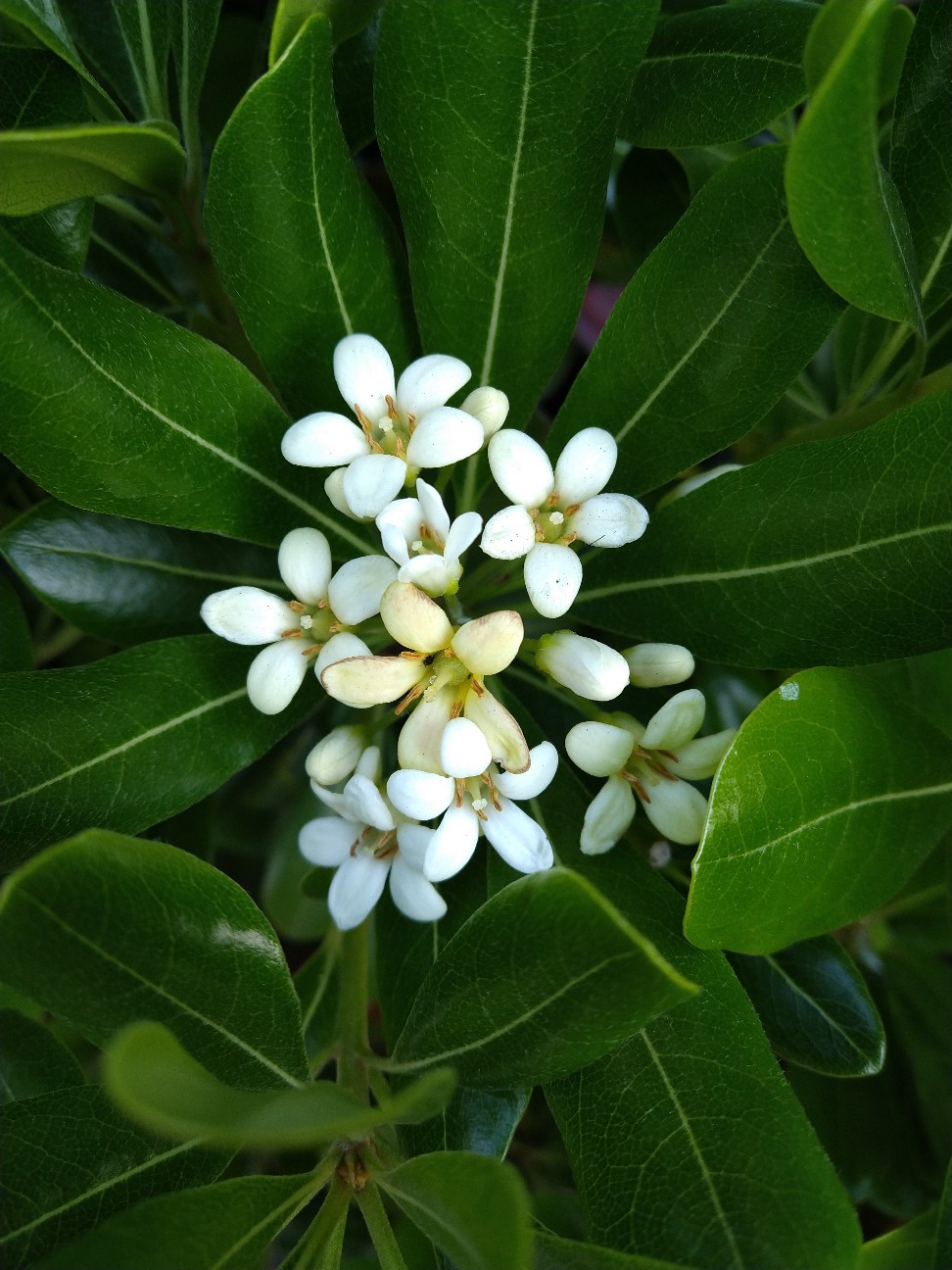 トベラ トベラ科 日本の野草図鑑 懐かしい草花