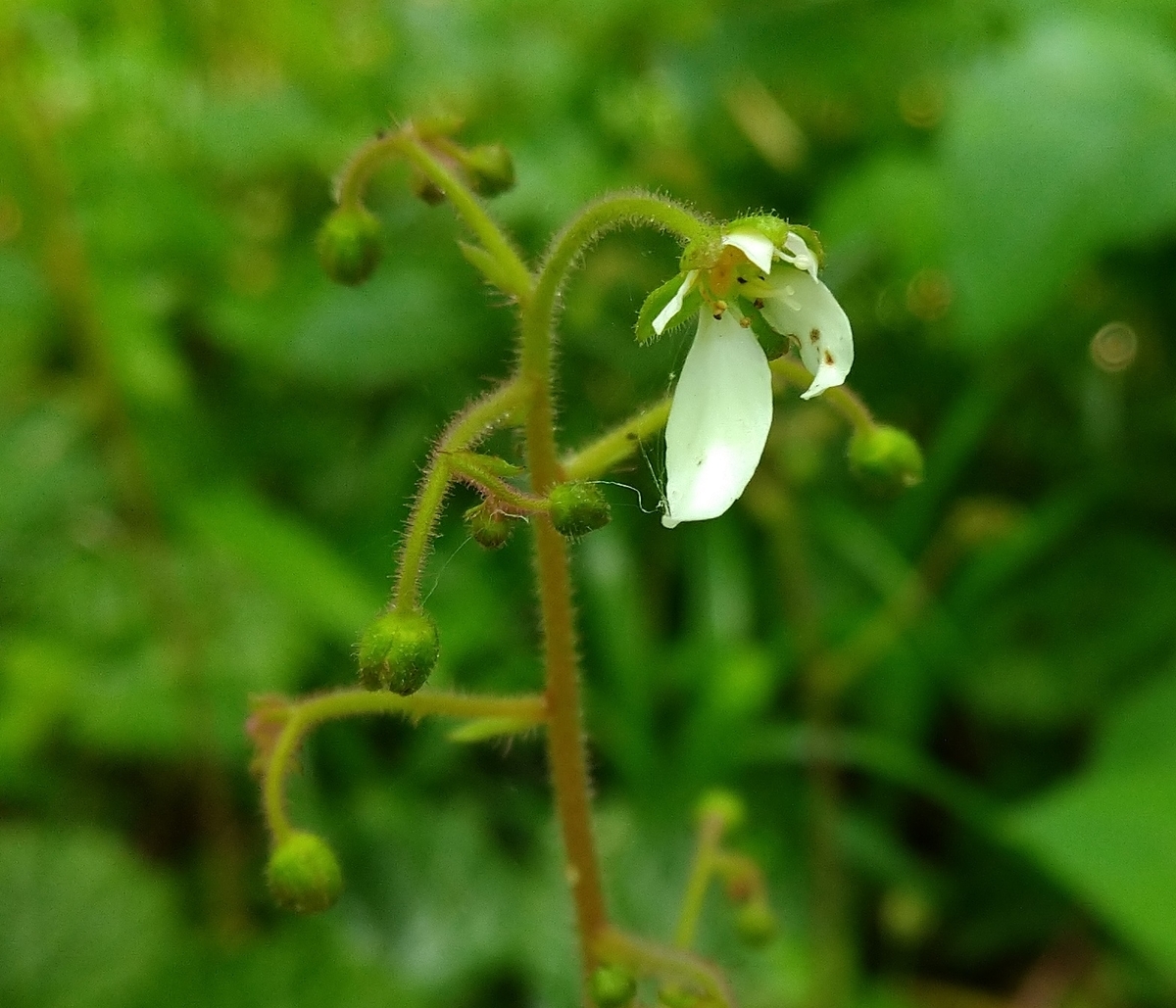 ユキノシタ ユキノシタ科 日本の野草図鑑 懐かしい草花