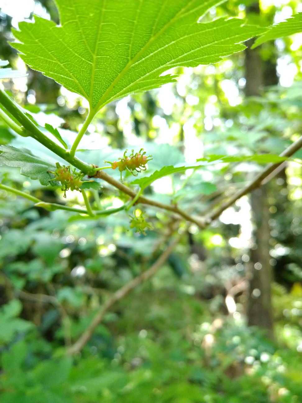 f:id:Ashito:20220505153835j:image