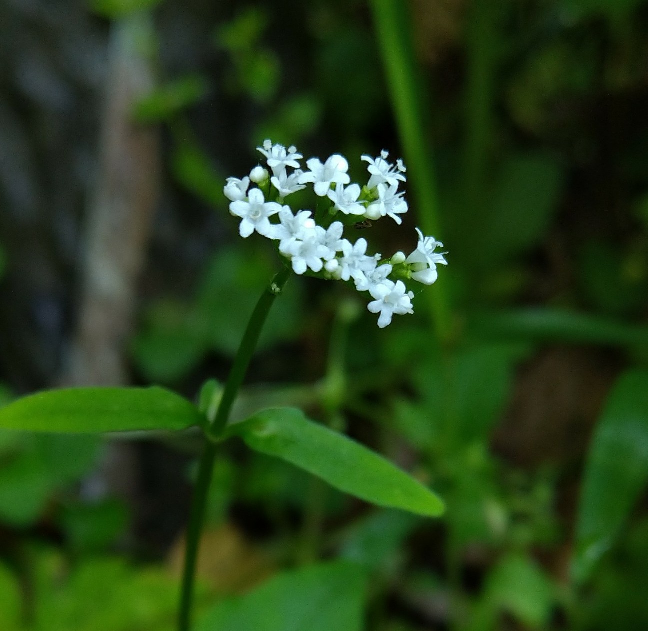 f:id:Ashito:20220505161137j:image