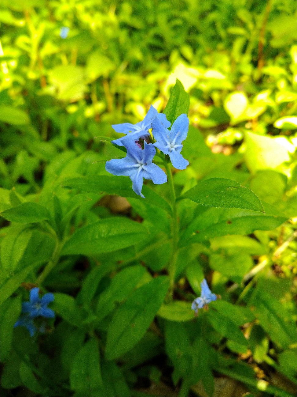 f:id:Ashito:20220505163312j:image