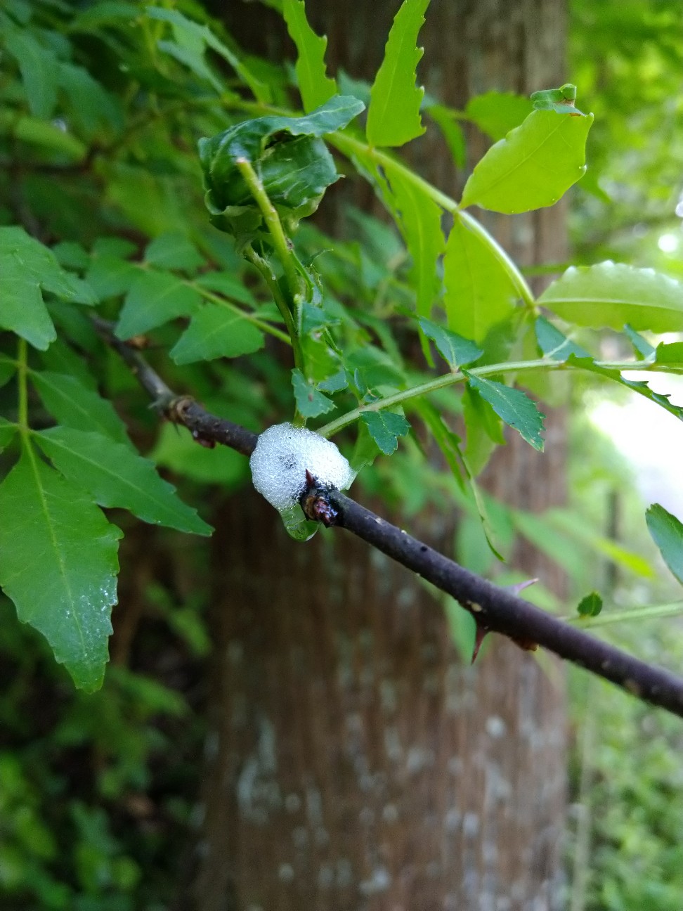 f:id:Ashito:20220505164658j:image