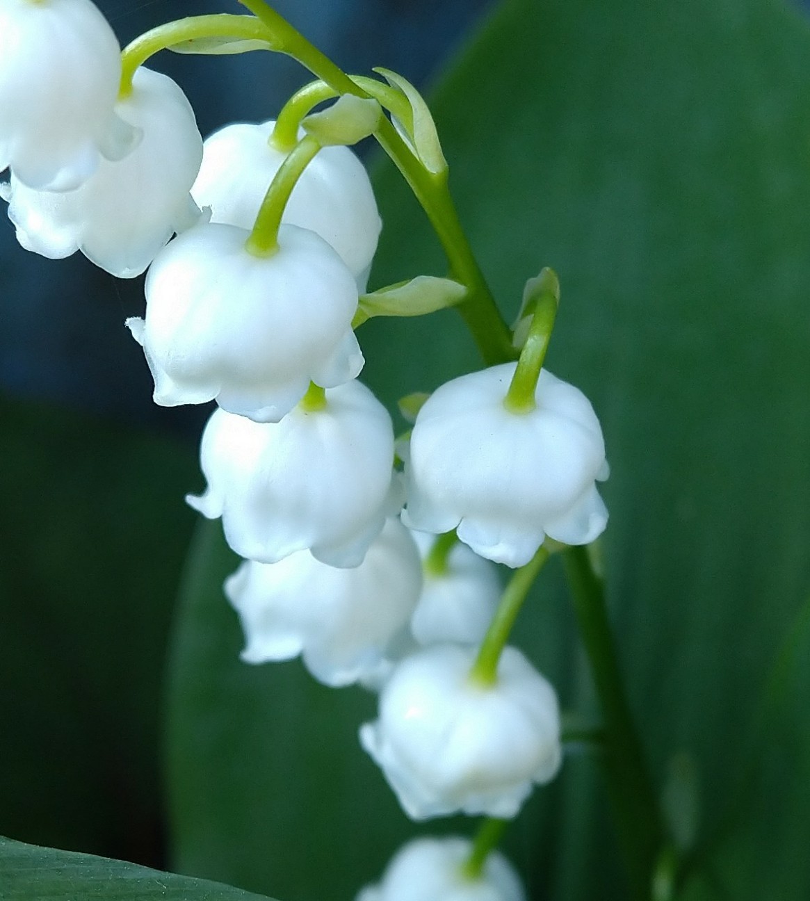 すずらんのような花のイスクージ フロアランプ WH すずらんのような花のイスクージ フロアランプ WH