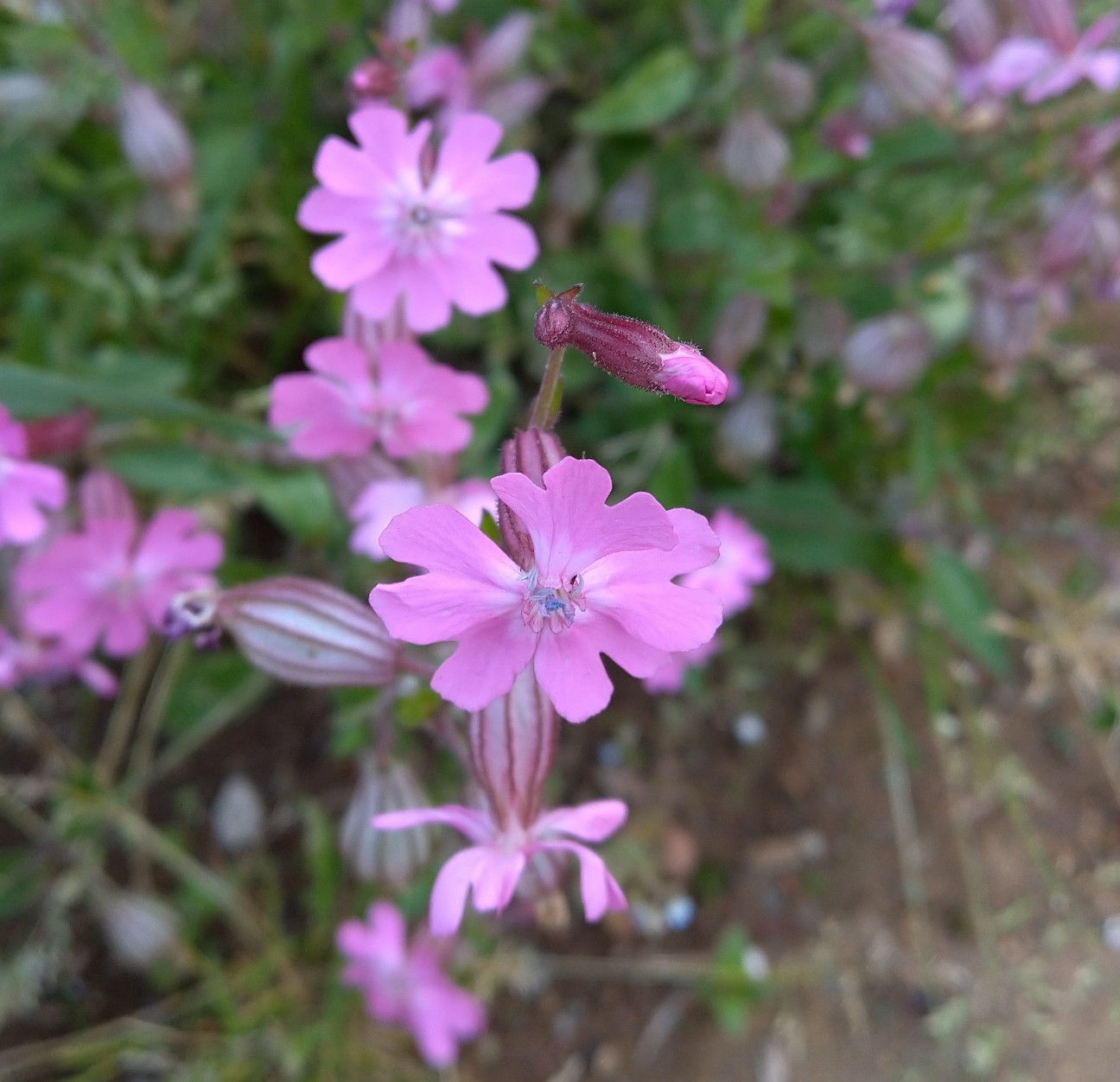 f:id:Ashito:20220505171525j:image