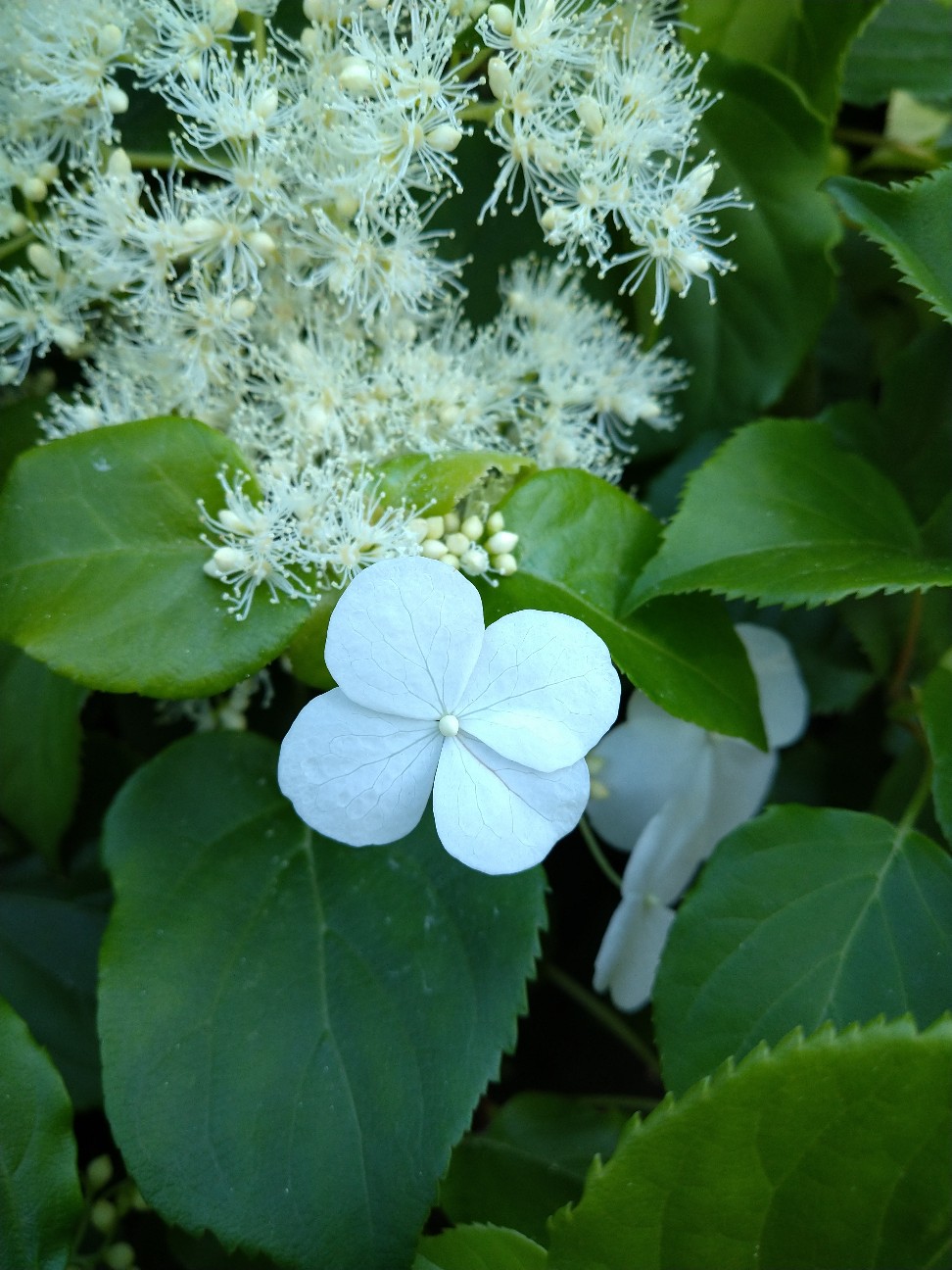 f:id:Ashito:20220505181941j:image