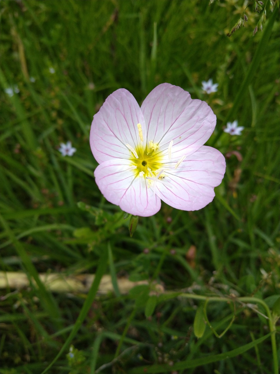 ツキミソウ アカバナ科 日本の野草図鑑 懐かしい草花
