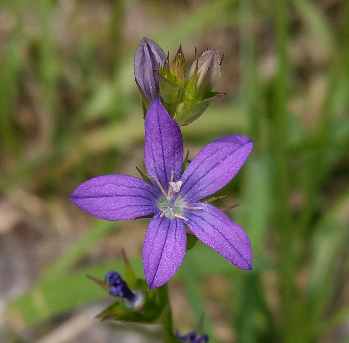 キキョウソウ キキョウ科 日本の野草図鑑 懐かしい草花