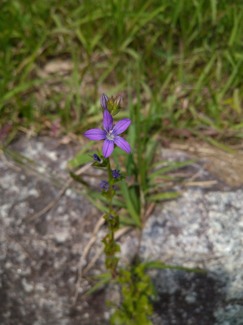 キキョウソウ キキョウ科 日本の野草図鑑 懐かしい草花