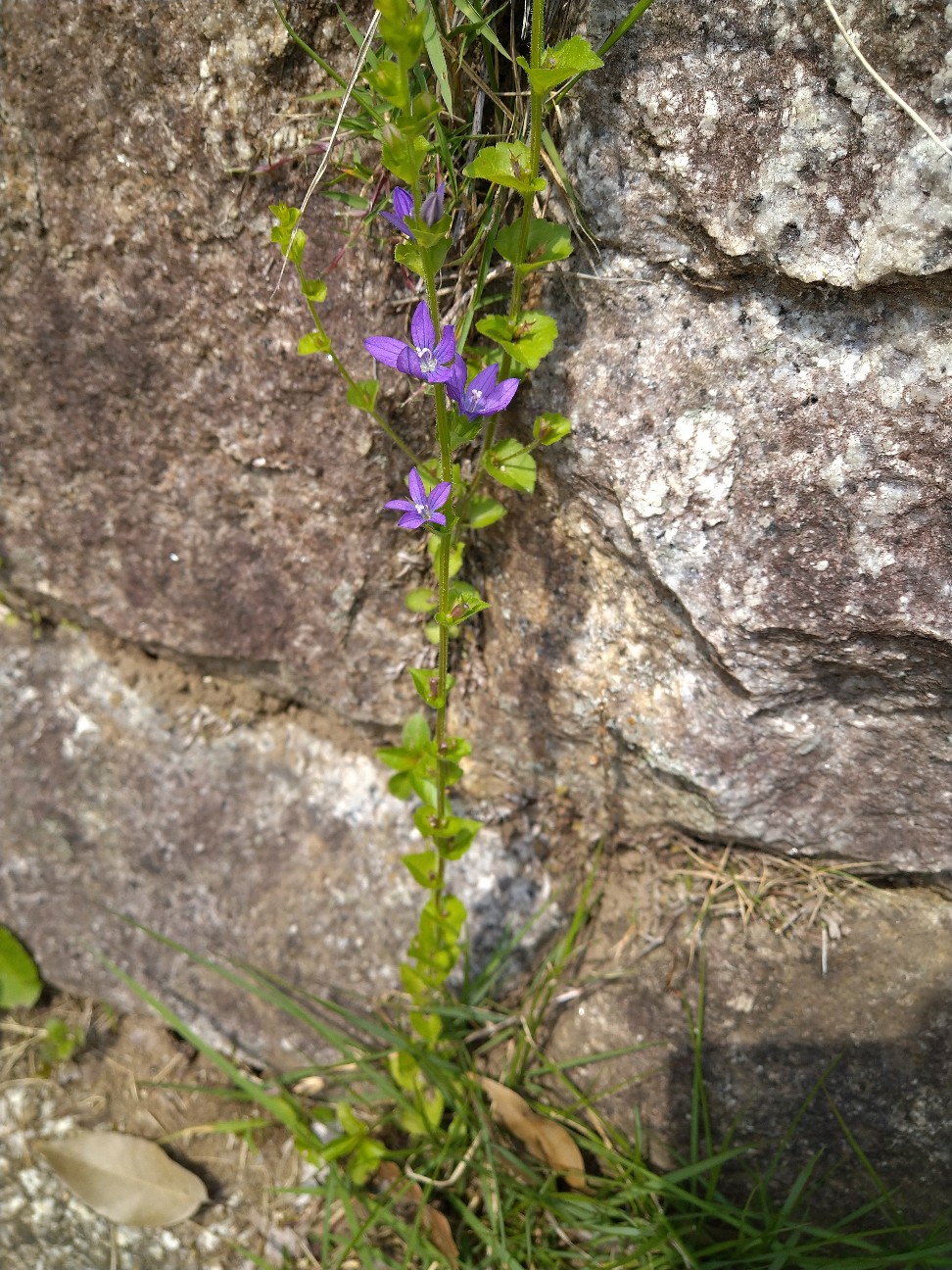 キキョウソウ キキョウ科 日本の野草図鑑 懐かしい草花