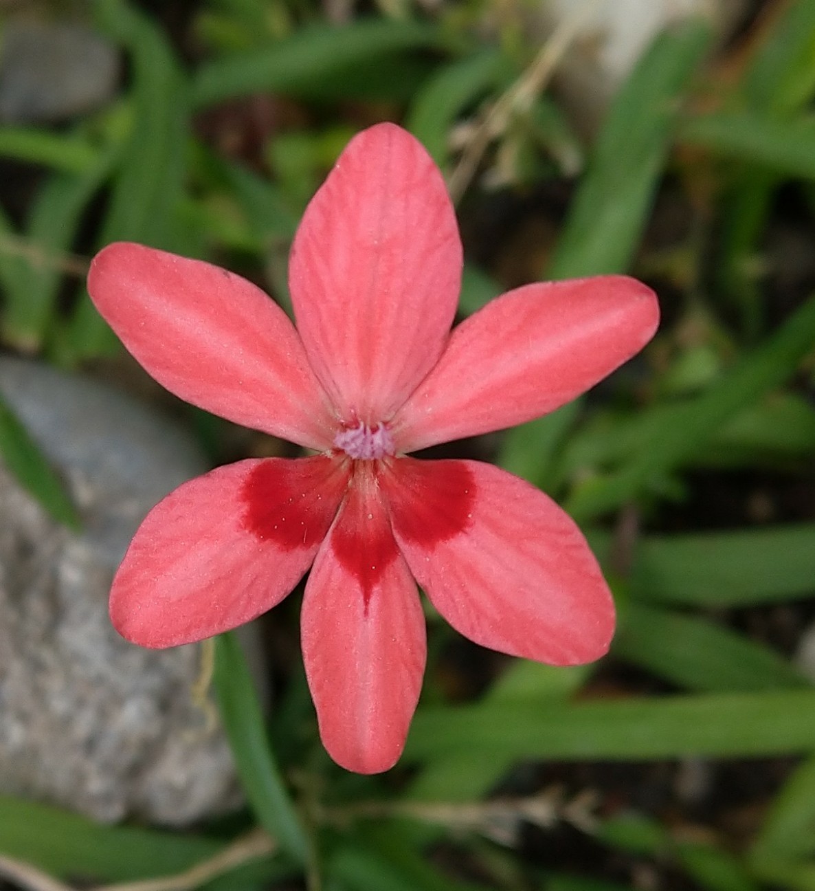 ヒメヒオウギ アヤメ科 日本の野草図鑑 懐かしい草花 ヒメヒオウギ アヤメ科 日本の野草図鑑 懐かしい草花
