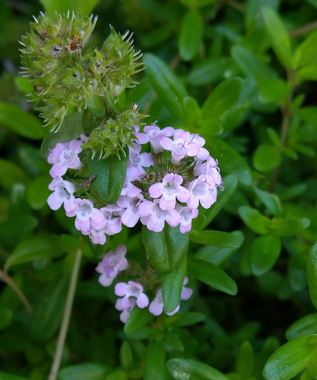 ヨウシュイブキジャコウソウ シソ科 日本の野草図鑑 懐かしい草花