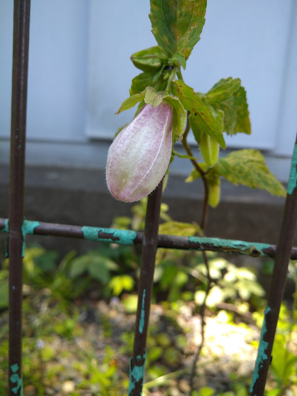 f:id:Ashito:20220530083048j:image