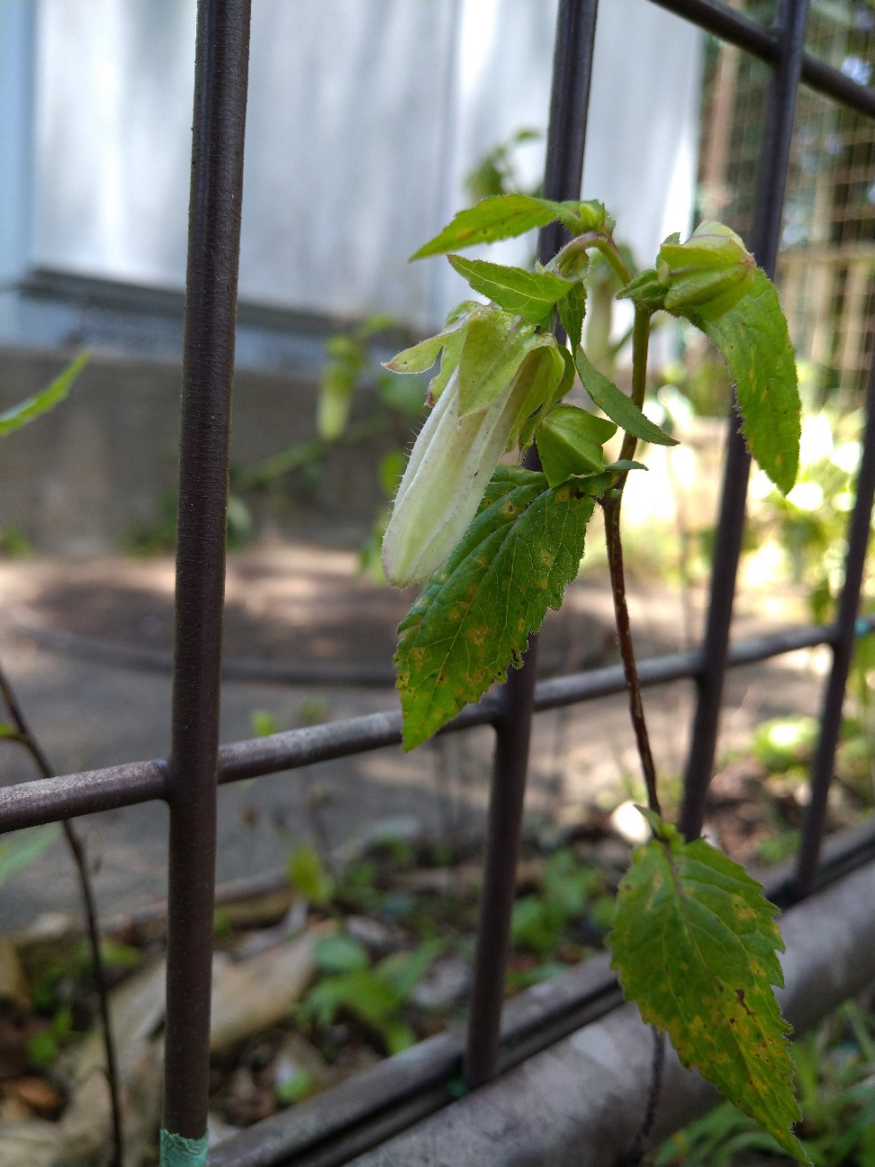 f:id:Ashito:20220530083106j:image