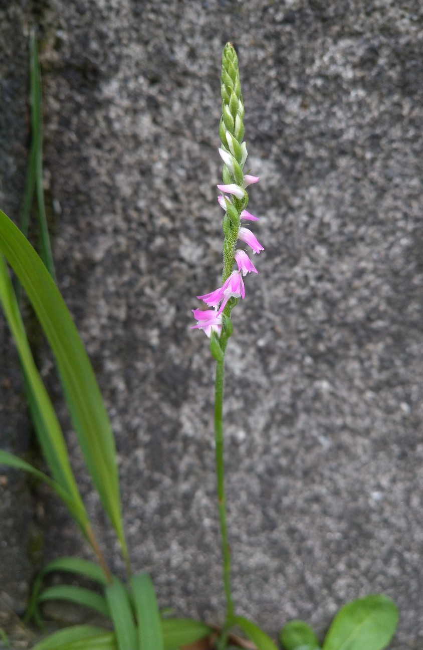 f:id:Ashito:20220618084917j:image