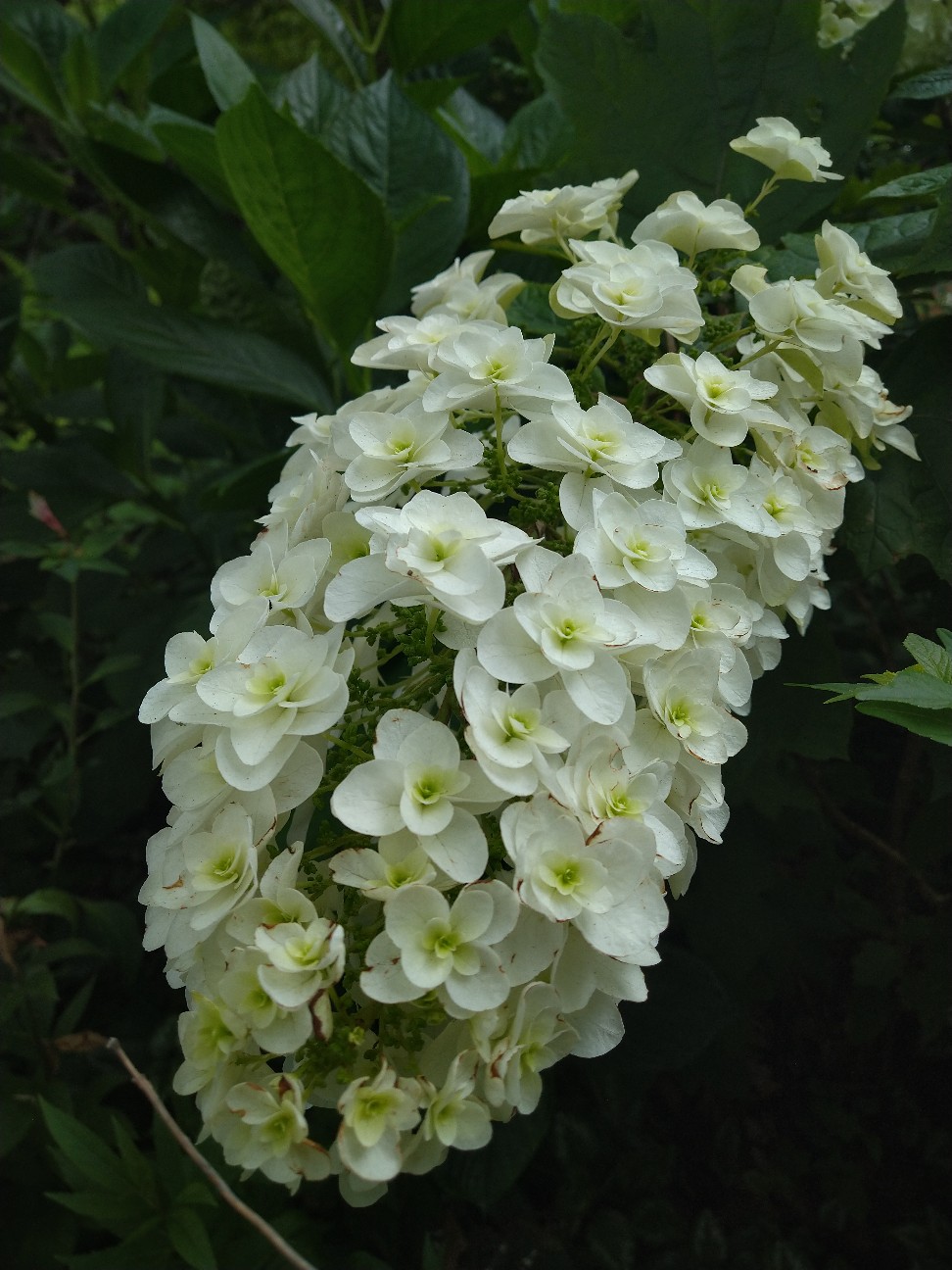 f:id:Ashito:20220618132949j:image
