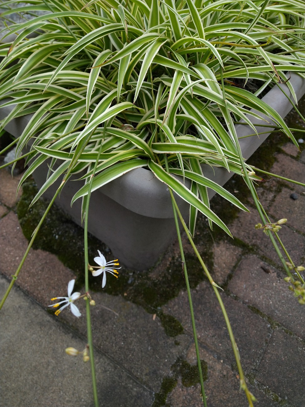 f:id:Ashito:20220618133313j:image