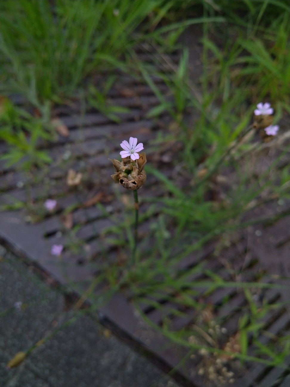 f:id:Ashito:20220618134329j:image