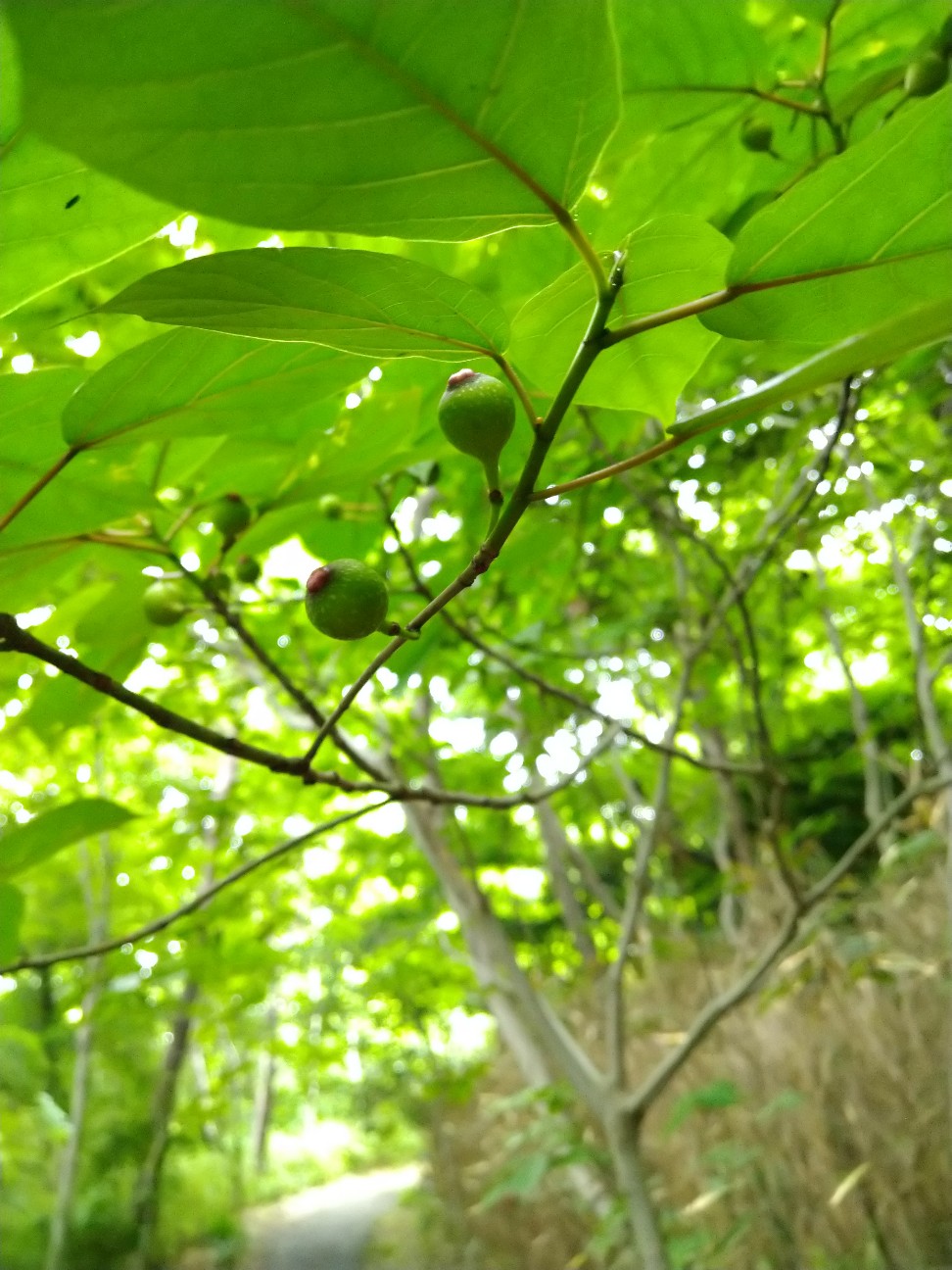 f:id:Ashito:20220618152602j:image