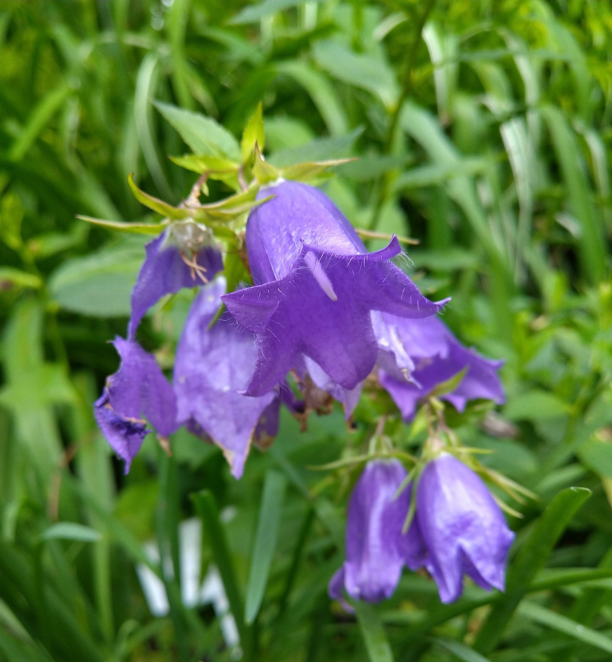 カンパニュラ キキョウ科 日本の野草図鑑 懐かしい草花