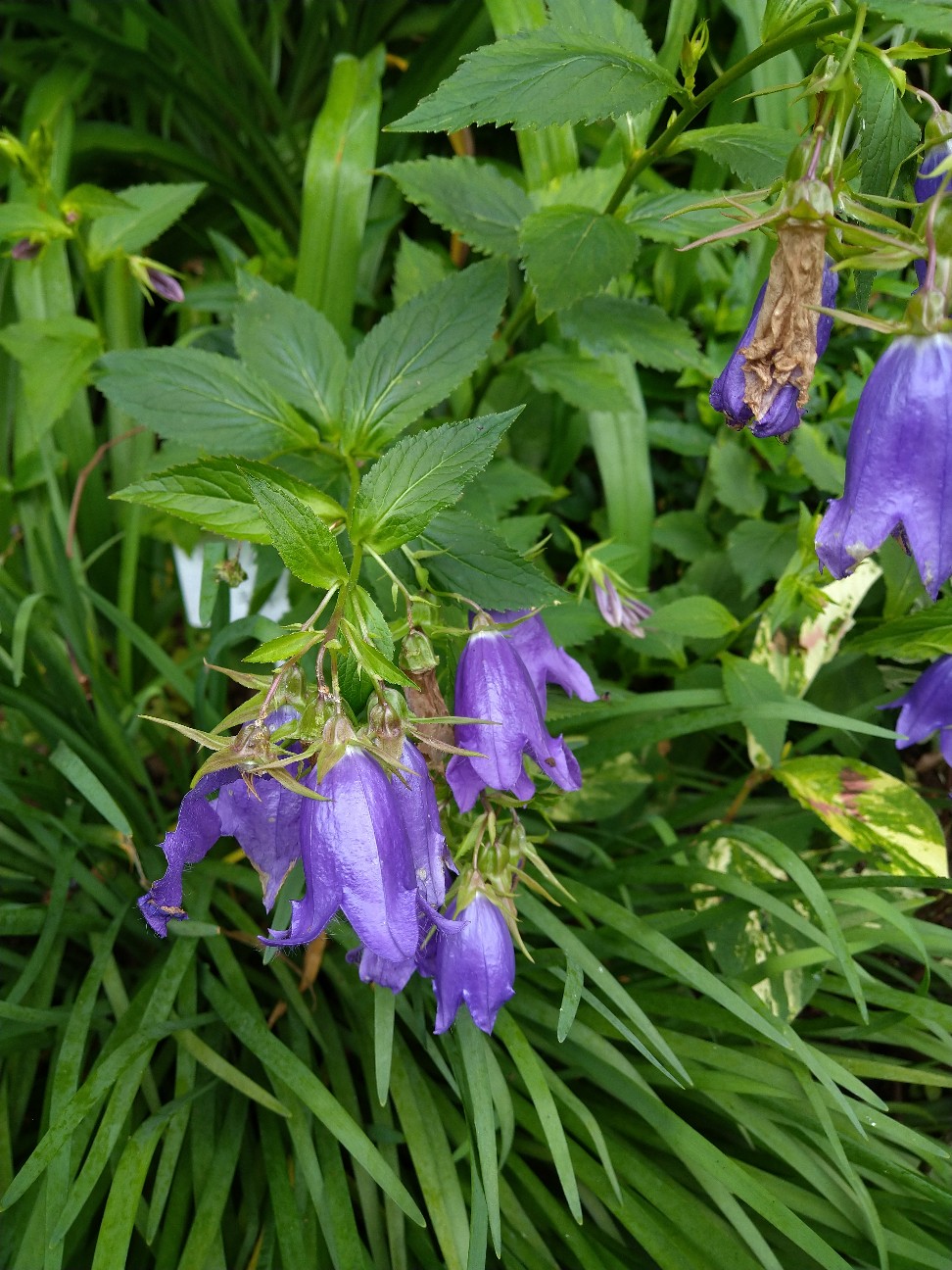 カンパニュラ キキョウ科 日本の野草図鑑 懐かしい草花
