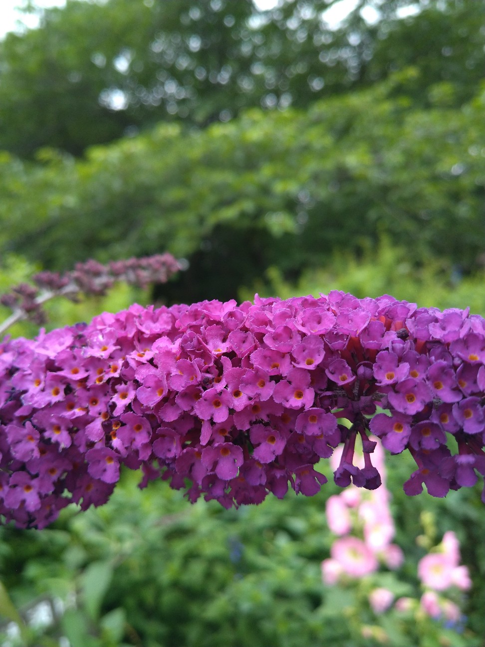 ブッドレア ゴマノハグサ科 日本の野草図鑑 懐かしい草花